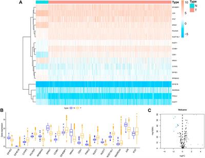 Construction of prognostic signature of breast cancer based on N7-Methylguanosine-Related LncRNAs and prediction of immune response